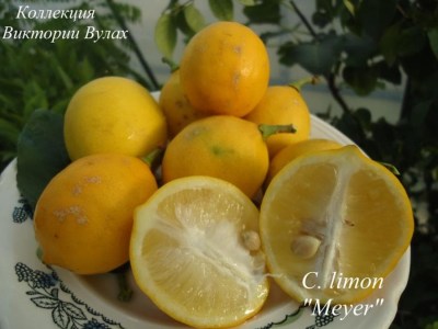 C. limon Meyer5 - 